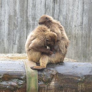 Geladas 031218