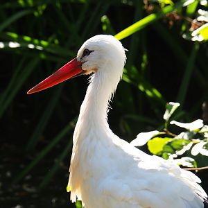White stork (Ciconia ciconia), Oct 13th, 2018