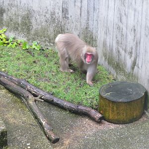 Japanese macaque 031218