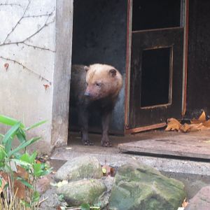 Bush dog 031218