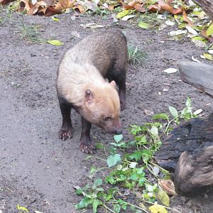 Bush dog 031218