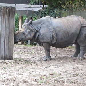 Indian rhinoceros 031218