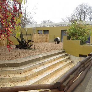 Malayan tapir outdoor enclosure 031218