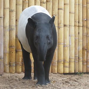 Malayan tapir 031218