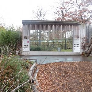 Gorilla enclosure outdoor viewing window 031218