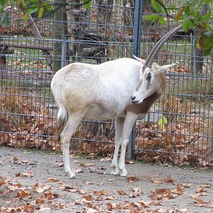 Scimitar-horned oryx 031218
