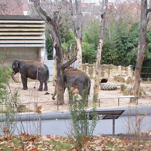 Asian elephants 031218
