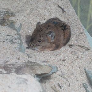 Giraffe House - Round-eared elephant shrew 031218