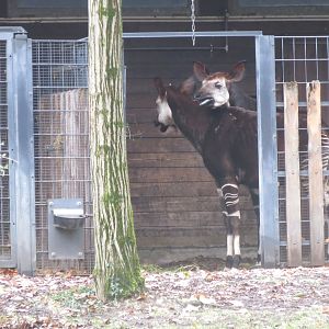 Okapis 031218