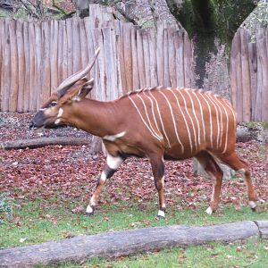 Eastern bongo 031218
