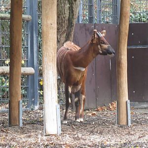Eastern bongo 031218