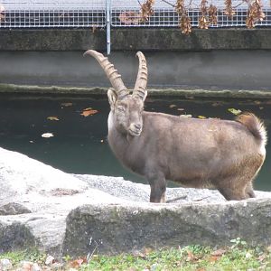 Alpine ibex 031218