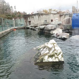 California sea-lion exhibit 031218