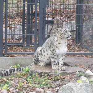 Snow leopard 031218