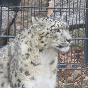 Snow leopard 031218