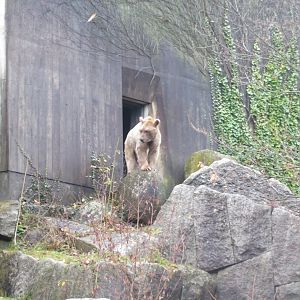 Syrian brown bear 031218