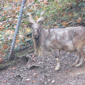 Tajik markhor 031218