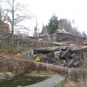 Syrian brown bear enclosure 031218