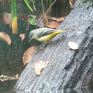 Aquarium - Grey wagtail 031218