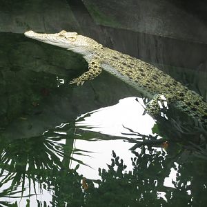 Krokodilhalle - Saltwater crocodile 031218