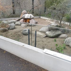 Banded mongoose exhibit 031218