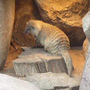 Banded mongoose 031218