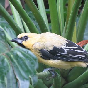 Amazonienhaus - Yellow oriole 031218