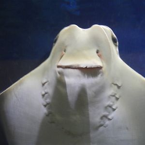 Cownose Ray (Rhinoptera bonasus)