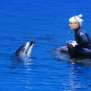 Trainer with Pacific White-Sided Dolphin (Lagenorhynchus obliquidens)