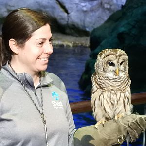 Keeper with Barred Owl (Strix varia)