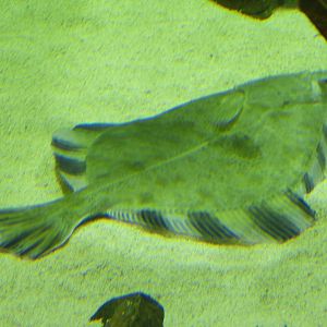 I took this picture for the halibut