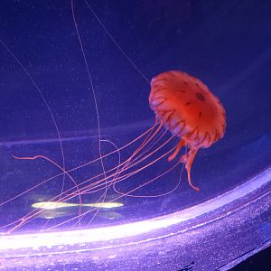 Japanese Sea Nettle (Chrysaora pacifica)