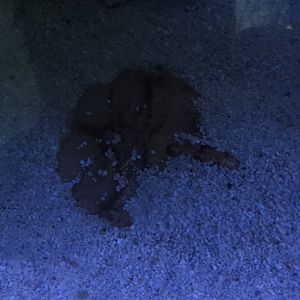 Wide-Eyed Shovelnose Lobster (Thenus australiensis) partially buried