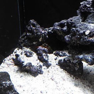 Peacock Mantis Shrimp (Odontodactylus scyllarus) + exhibit - Underwater Beauty - Shedd Aquarium