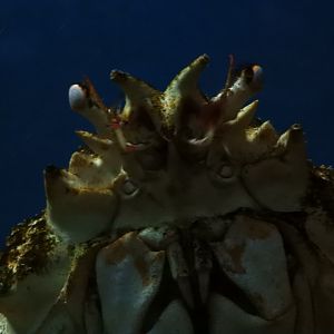 Japanese Giant Spider Crab (Macrocheira kaempferi)