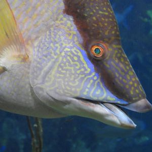 Hogfish (Lachnolaimus maximus)
