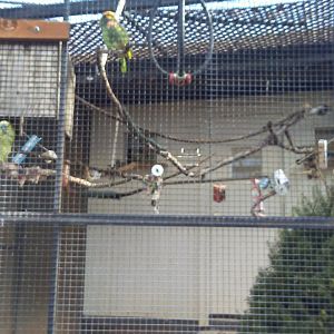 Amazon parrot exhibit