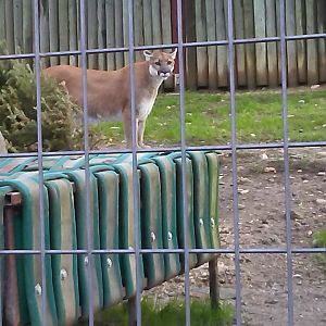 Mountain lion