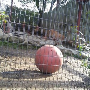 Mountain lion exhibit