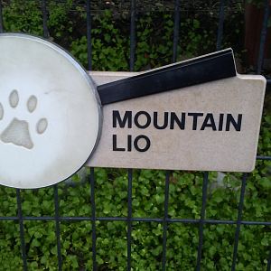 I've never seen a "Mountain Lio" before