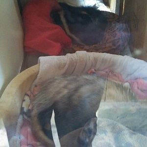 Virginia opossum and stripped skunk