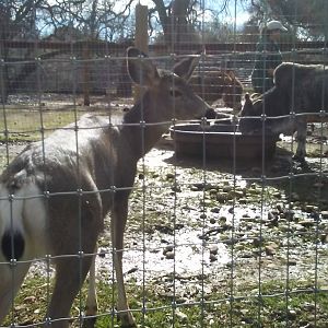 Deer, zebu, miniature donkey, and keeper