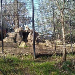 Grey wolf exhibit