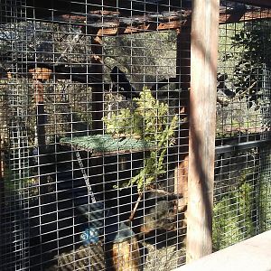 Common raven exhibit