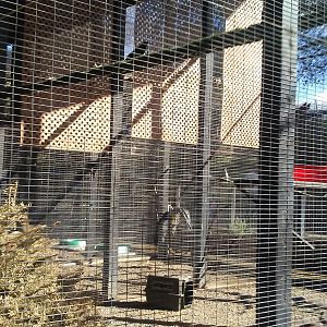 Common raven exhibit