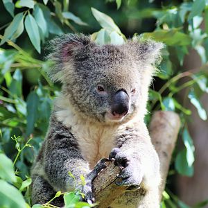 Koala (Phascolarctos cinereus)