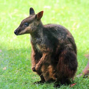 Brush-tailed Rock Wallaby (Petrogale penicillata)