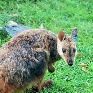 Brush-tailed Rock Wallaby (Petrogale penicillata)