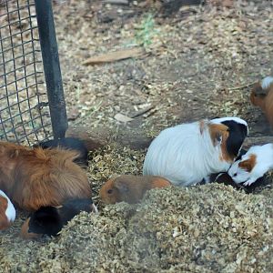 Guinea Pigs (Cavia porcellus)