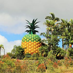 The Big Pineapple